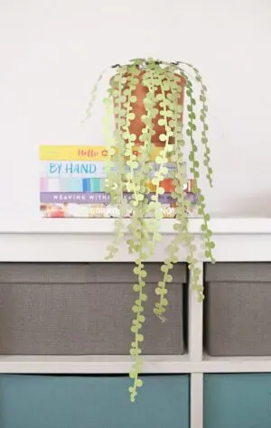 diy paper succulent