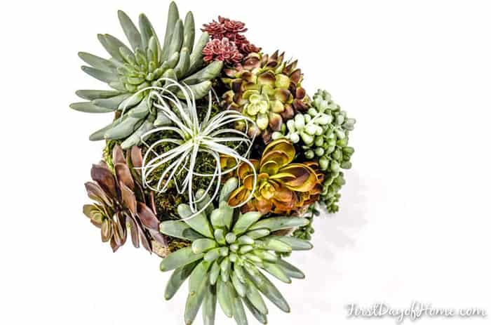 fake succulent arrangement