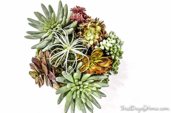 fake succulent arrangement