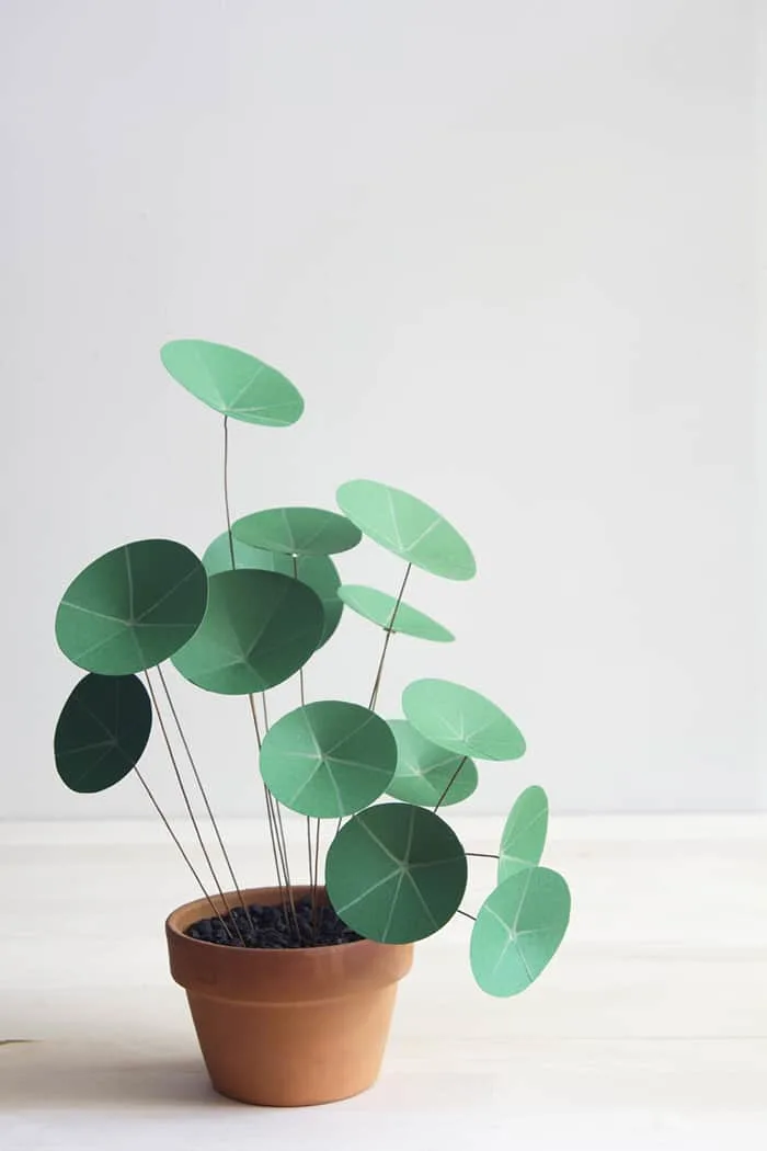 DIY pilea plant