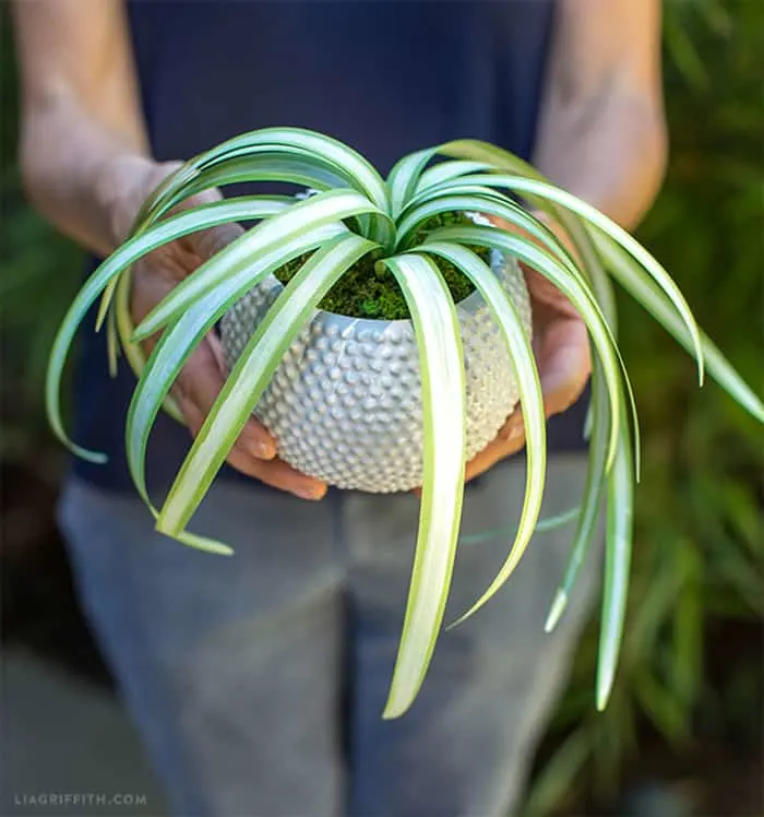 fake paper spider plant