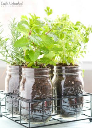 herbs garden in mason jars