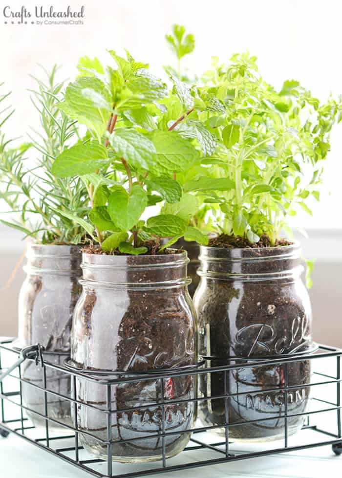 herbs garden in mason jars