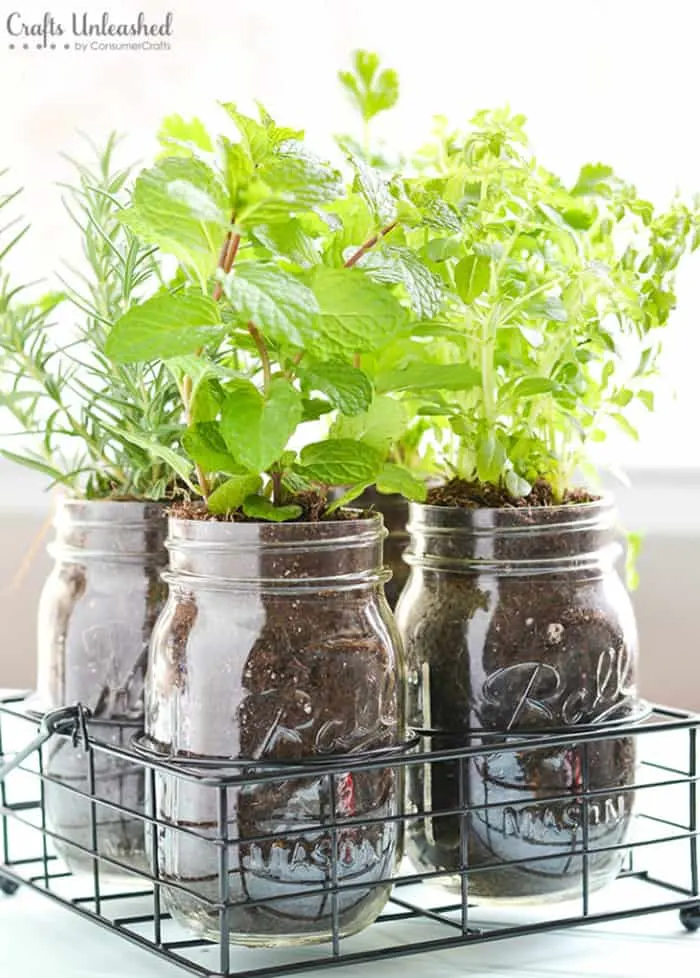 herbs garden in mason jars