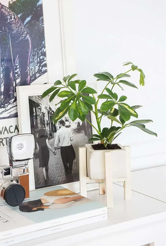 DIY concrete planter with wood stand