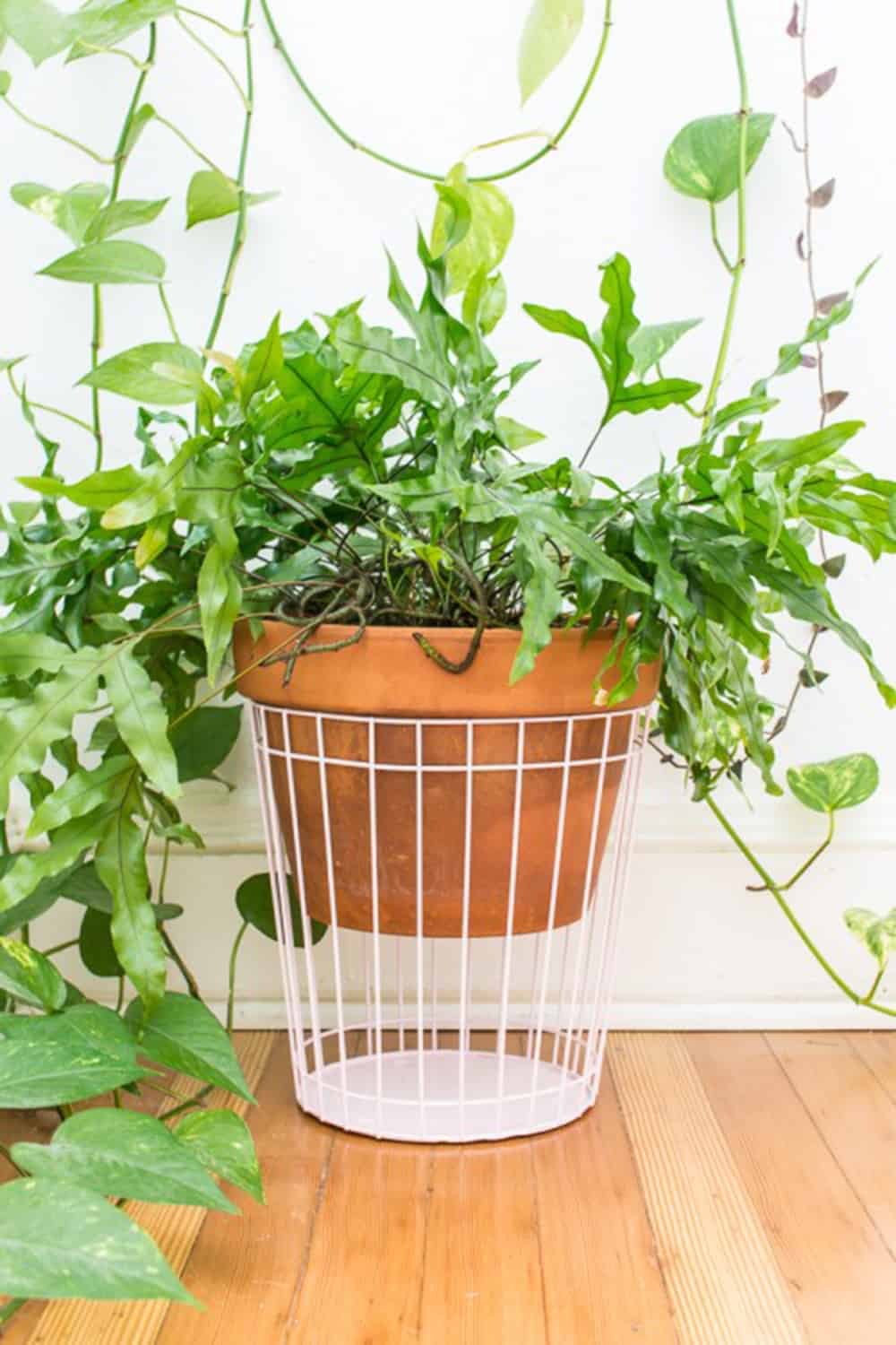 diy cage plant holder