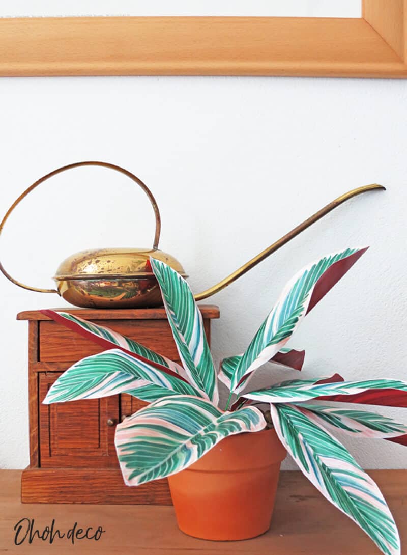 How to make DIY Paper Plants: Tricolor Ginger