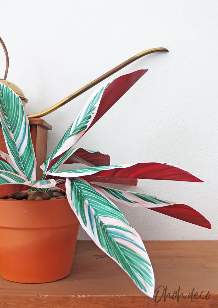 Tricolor Ginger Plant