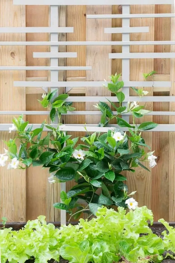 diy plant trellis