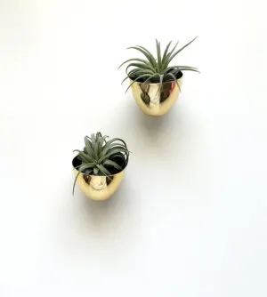 tiny planters diy