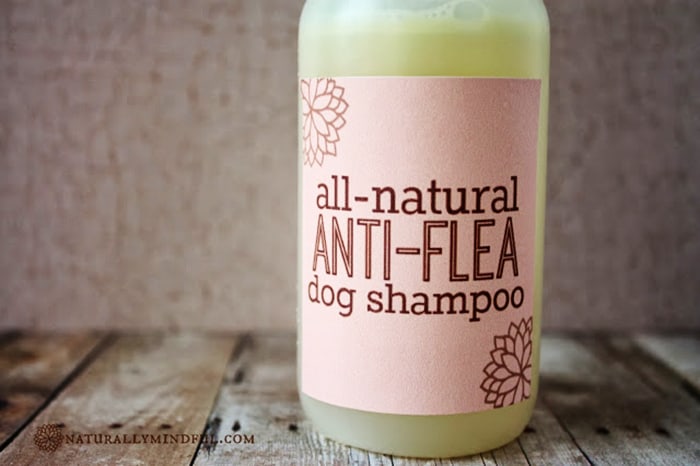 diy anti flea dog shampoo