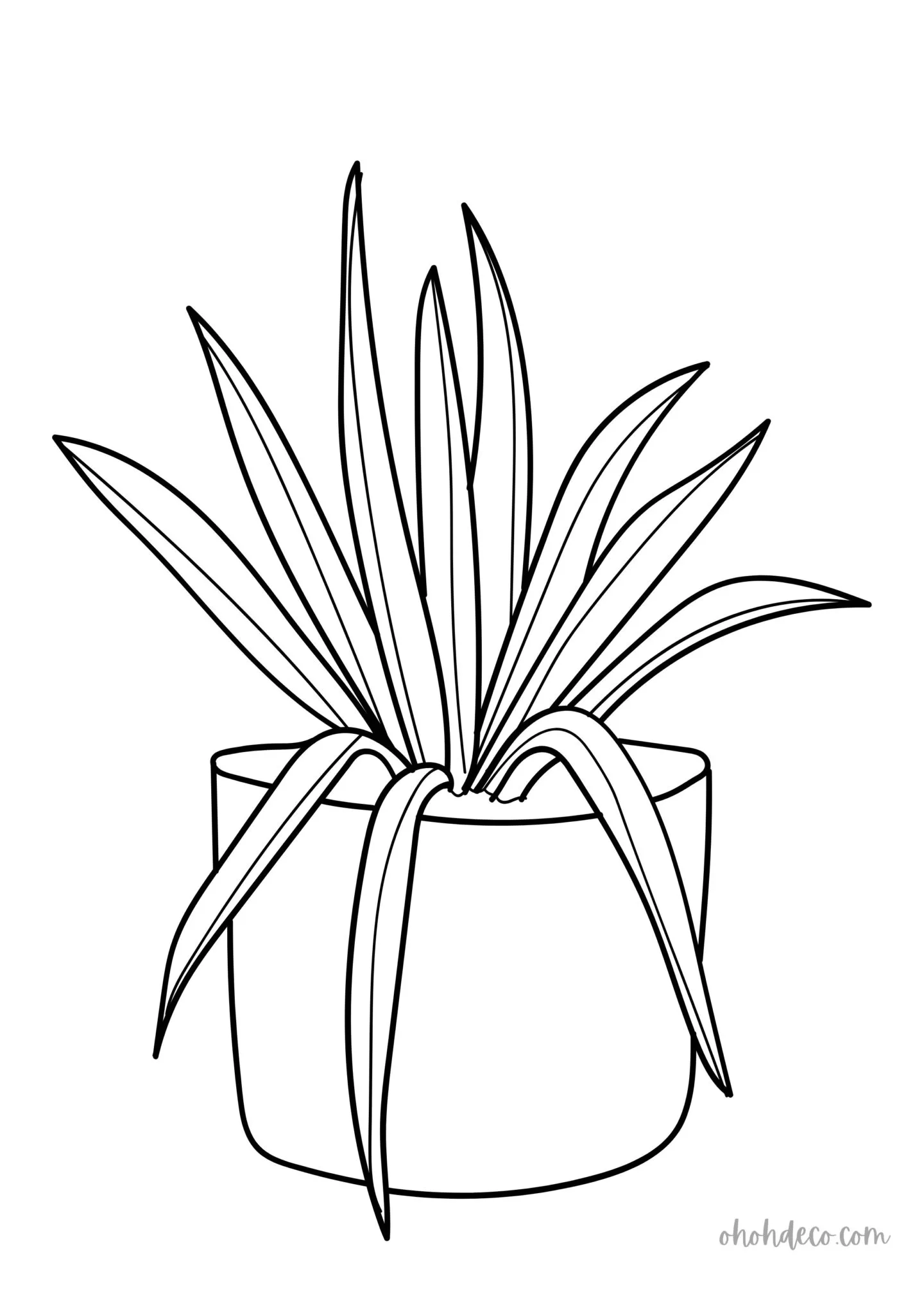 aloe vera plant drawing