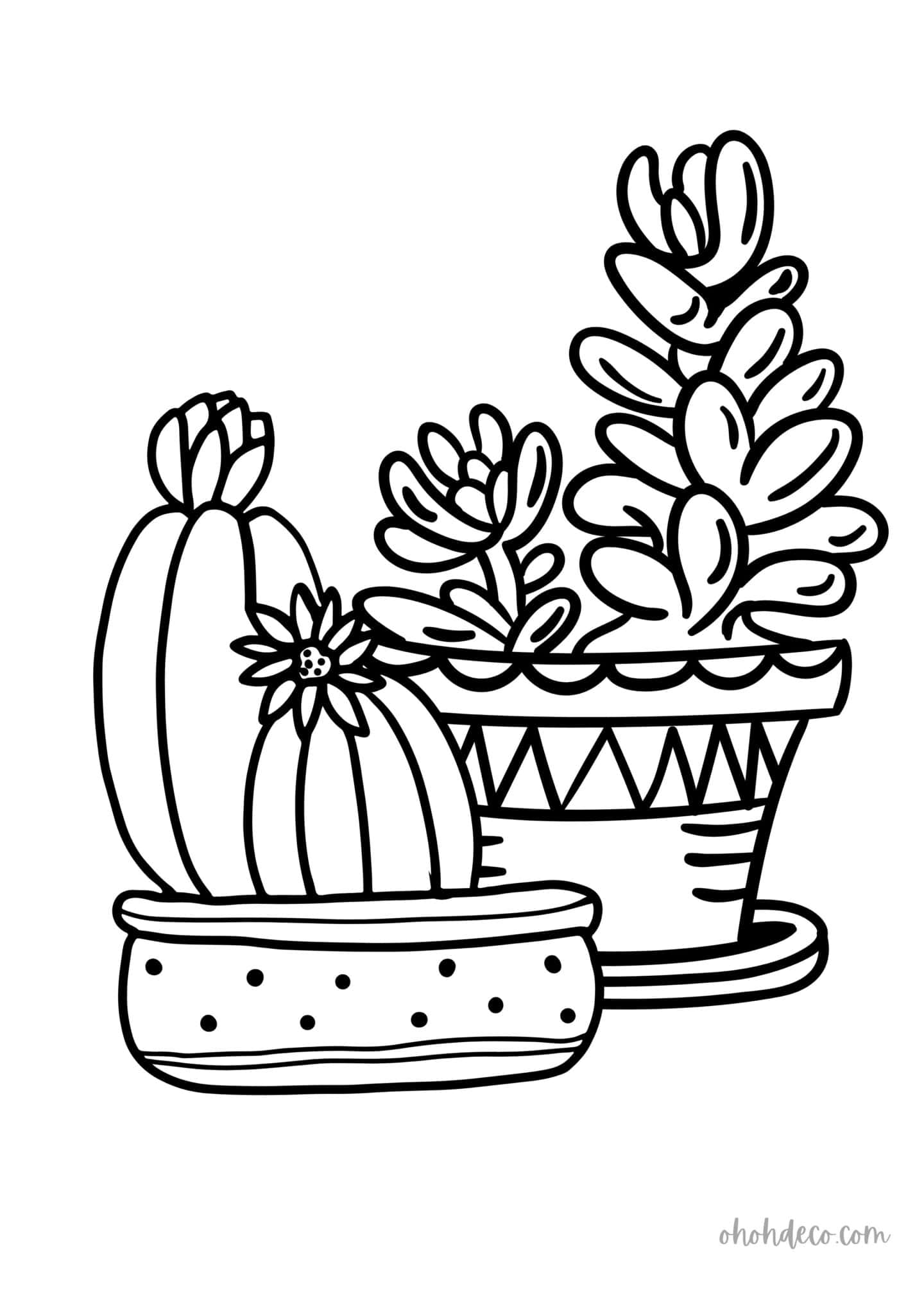 cactus succulent drawing