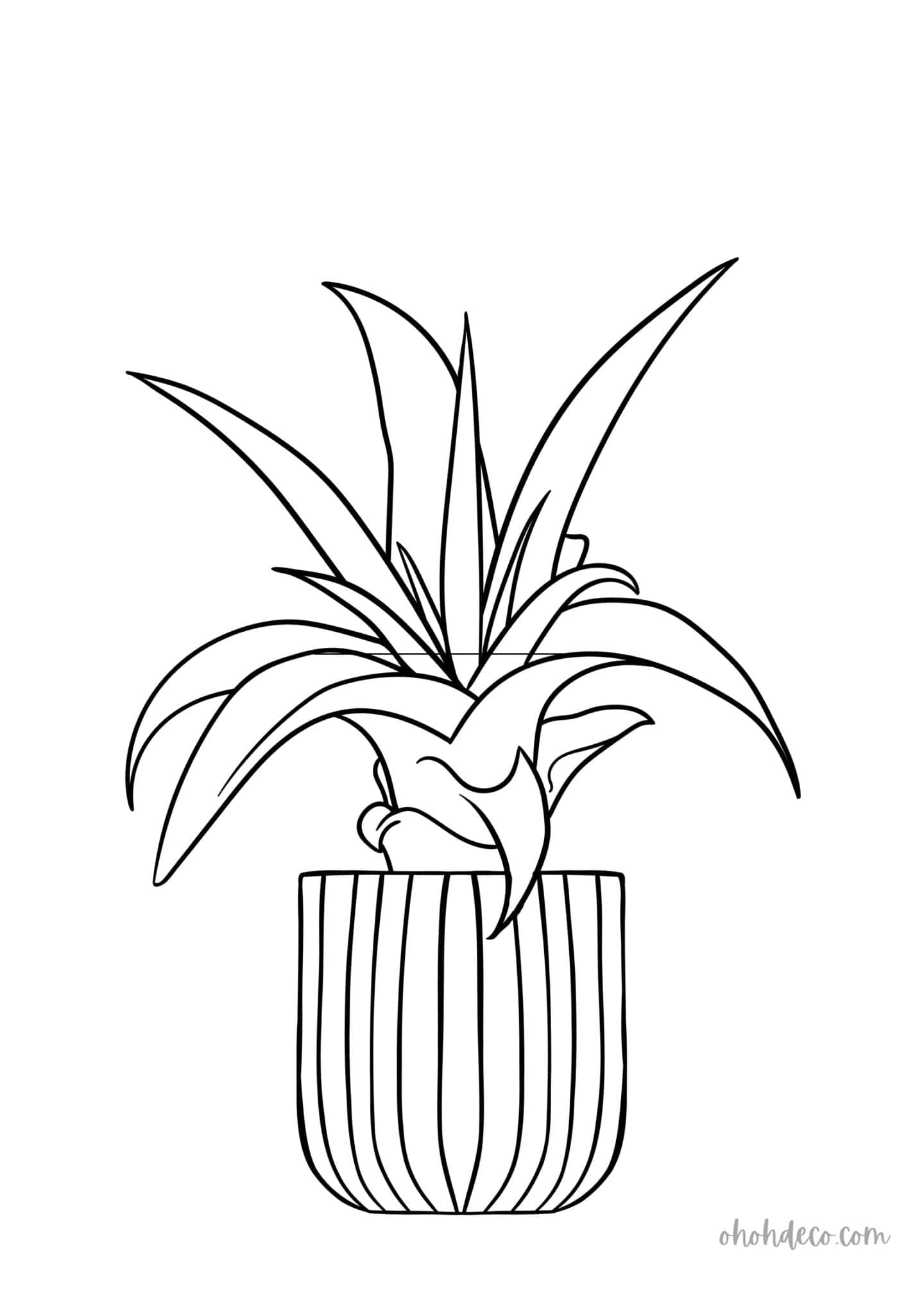 aloe vera plant drawing