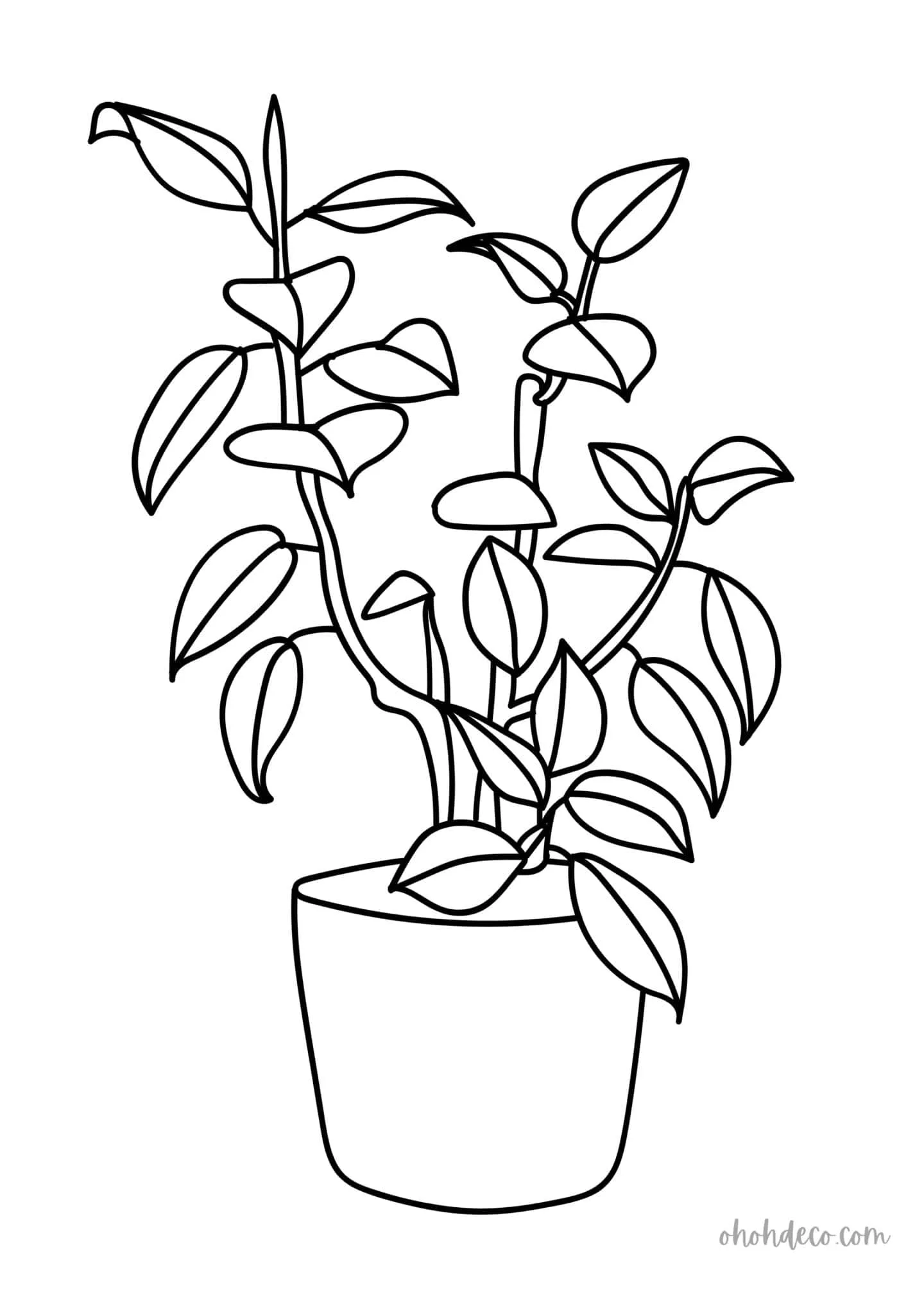 ficus drawing