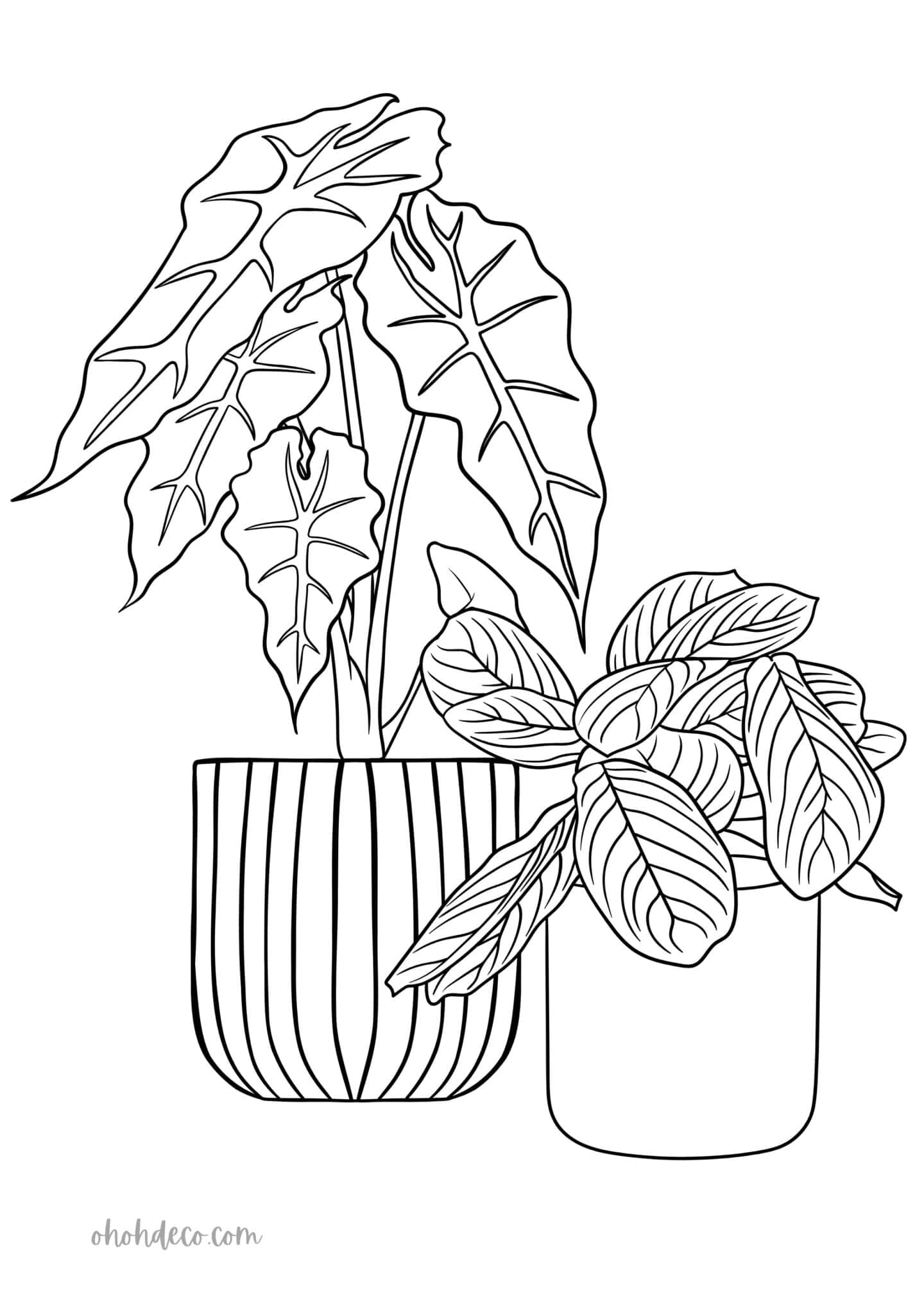 indoor plant coloring page