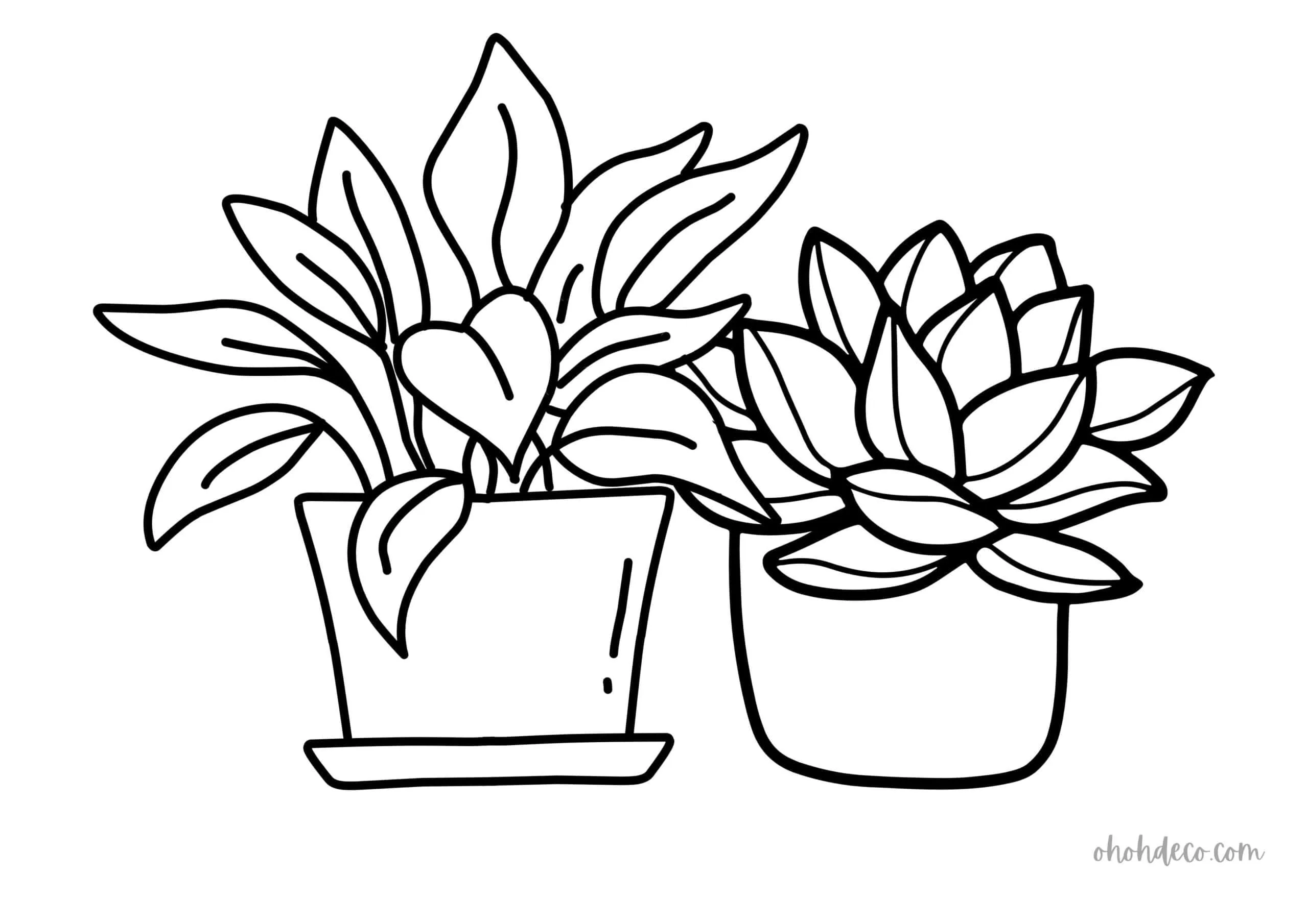 succulent coloring page