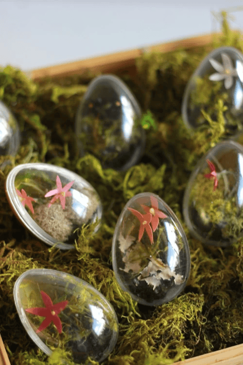 egg terrarium diy