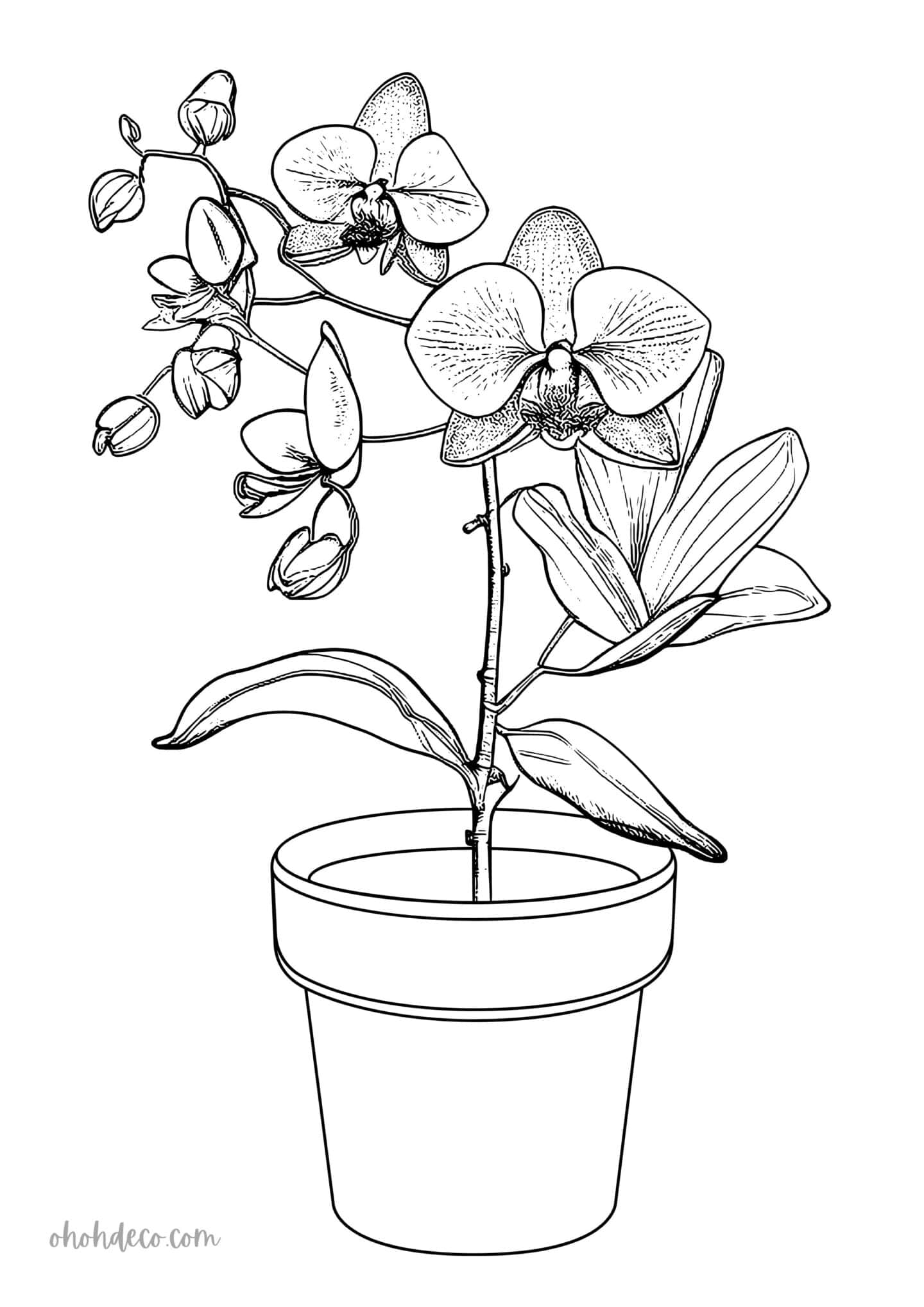 orchid coloring page