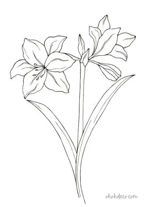 amaryllis coloring page
