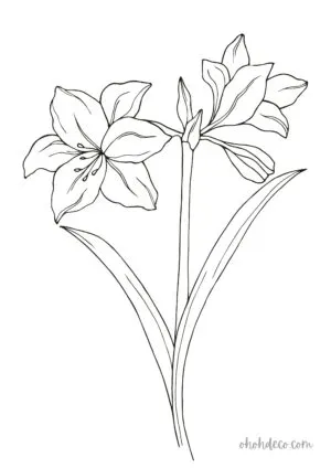 amaryllis coloring page