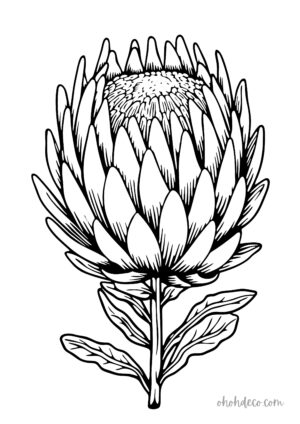 artichoke coloring page
