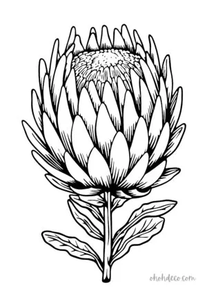 artichoke coloring page