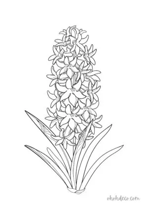 Hyacinthe coloring page