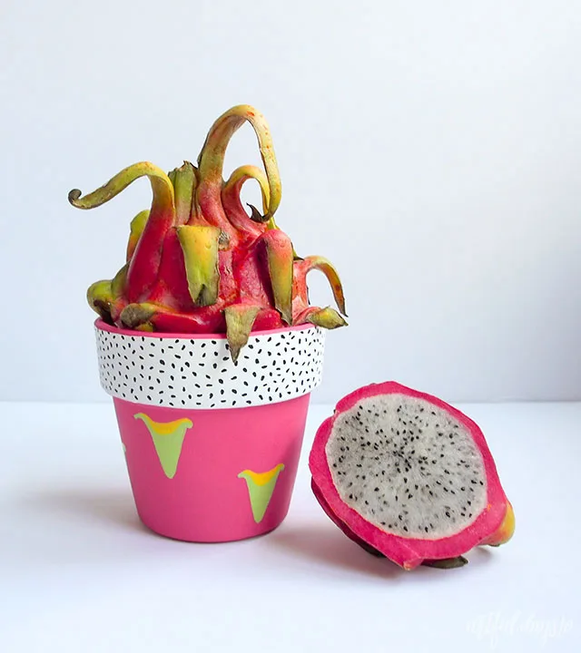 dragon fruit pot