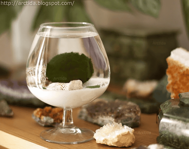 diy moss ball terrarium