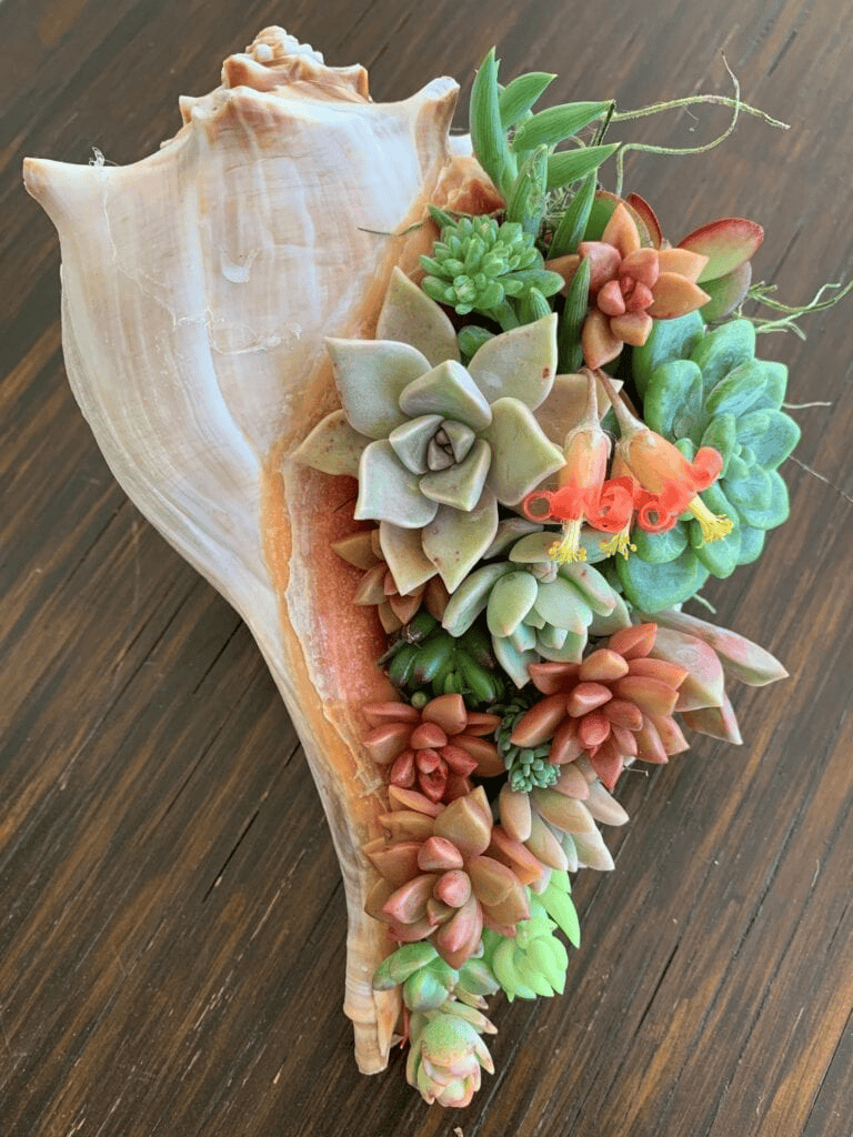 seashell planter diy