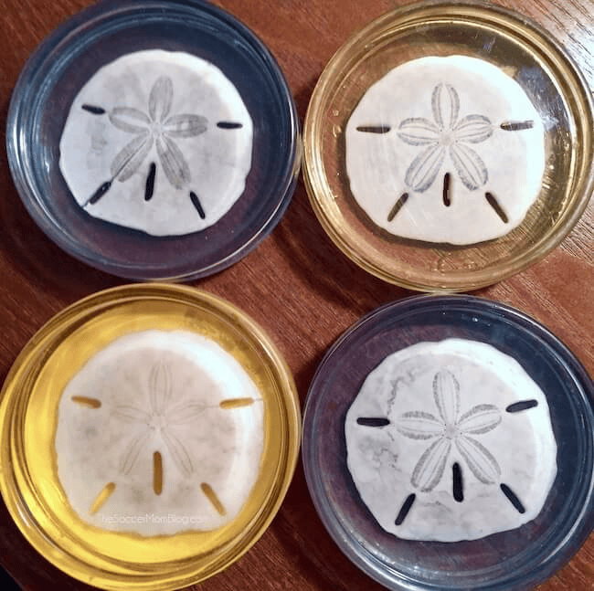 diy sand dollar coasters