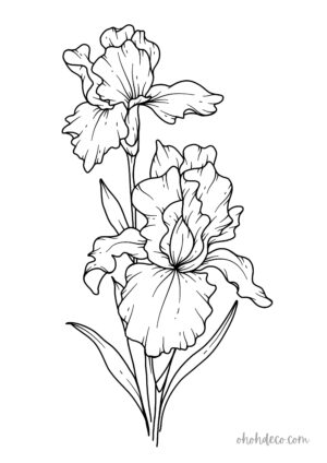iris coloring page