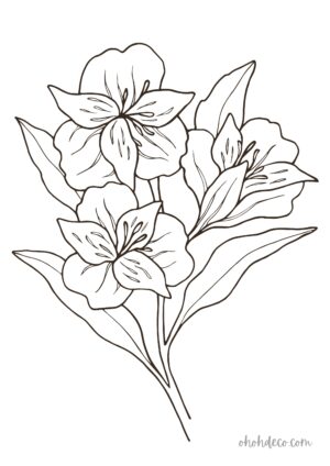 lily coloring page
