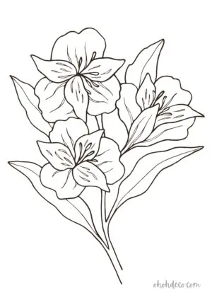 lily coloring page
