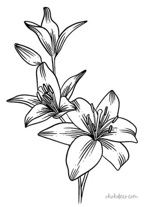 lily coloring page 2