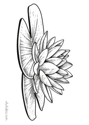 lotus coloring page