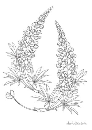 lupin coloring page