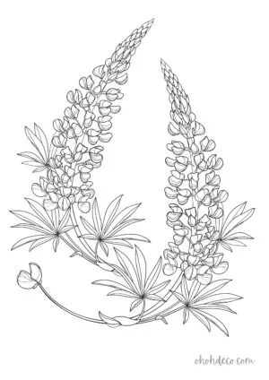 lupin coloring page