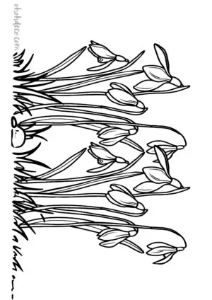 snowdrop coloring page