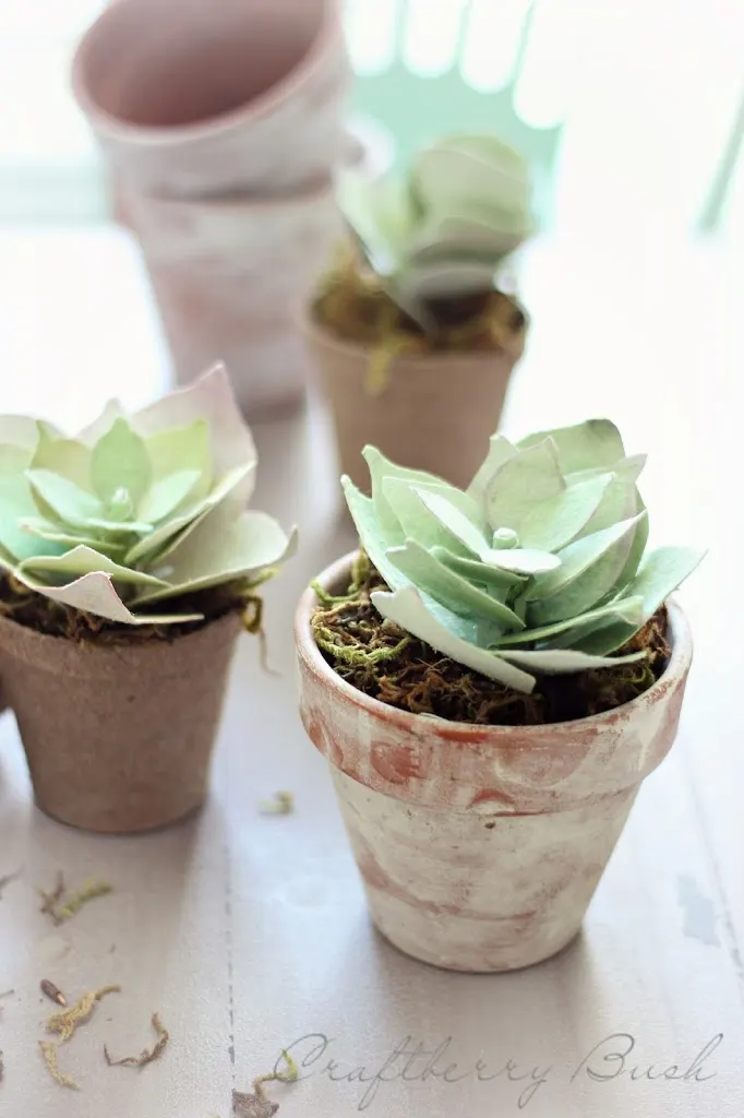 paper succulent