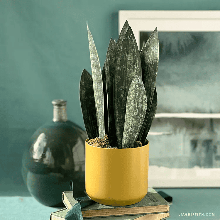 paper snake plant