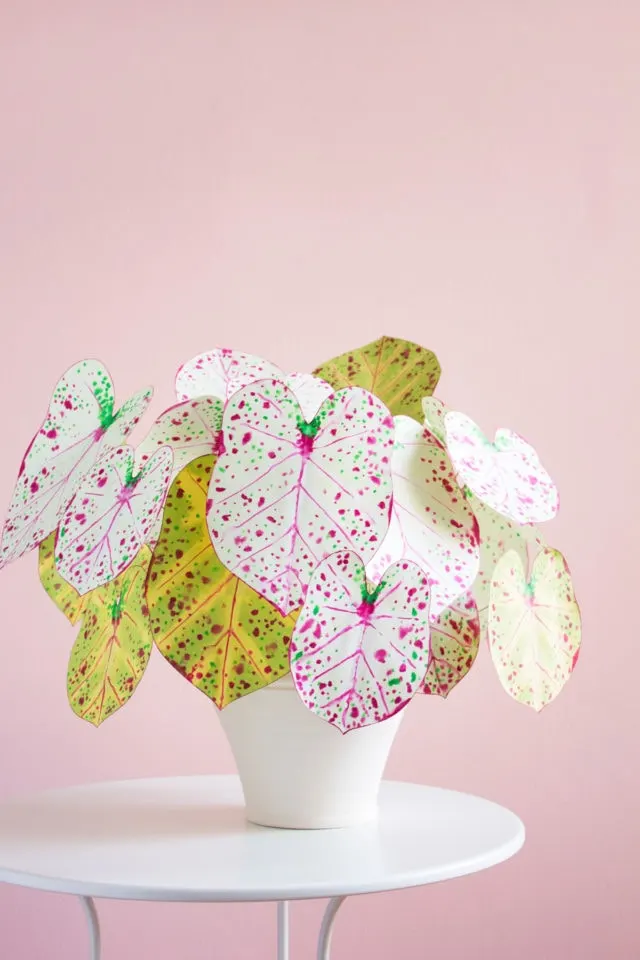 paper caladium