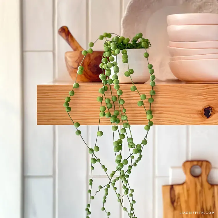 paper pearl plant