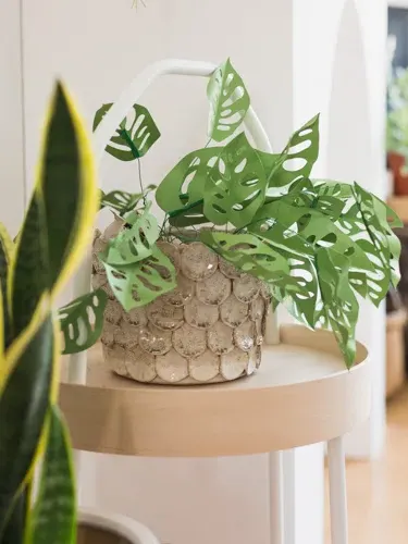 cheese paper plant diy