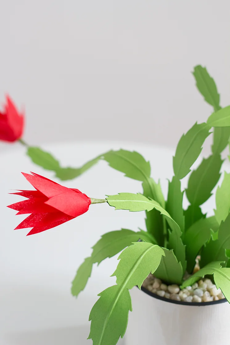 christmas cactus diy