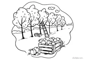 apple coloring page